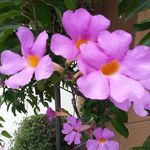 Deborah Langley - @saphireyes1961 - Instagram