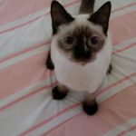 Debra Lantz Hodgkinson - @dlovesj99 - Instagram