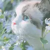 DeborahLaura - @user8074581112994 - TikTok