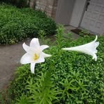 Deborah Leggett - @deborah.leggett.77 - Instagram