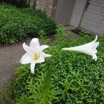 Deborah Leggett - @deborah.leggett.77 - Instagram