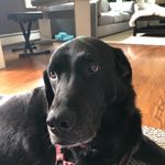 Deborah Levine - @levine1059 - Instagram