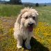 Deborah Loeb - Facebook