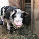 Deborah Syvinski Lytle - @deborah.s.lytle - Instagram