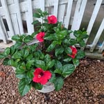 Debra Franks Mabry - @debrafranksmabry - Instagram