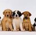 Deborah Marchese - Facebook