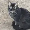 🐆 Mystery Kitty - @deborahjeanmaxey - TikTok