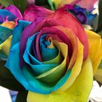 Deborah Maynard - @awesomeflowers12 - Instagram