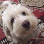 Deborah Mudd - @grandmamudd3 - Instagram