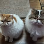Deborah Mullins - @deborahmullins650 - Instagram