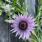 Deborah Munson - @deborahmunsondesign - Instagram