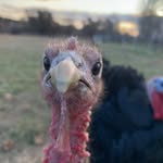 Debra Munson Bonogofsky - @debrabonogofsky - Instagram