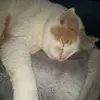 kitten - @deborahnagelrober - TikTok