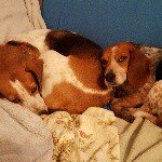 Deborah Parrish - @gracedhounds - Instagram