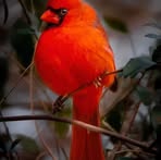 Deborah Patton - Facebook