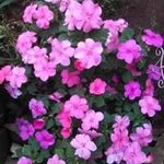 Deborah Patton - @deborah.patton.372 - Instagram