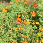 Deborah Patton - @coffeehighfbla - Instagram