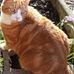 Debra Rawlinson - Facebook
