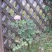 Debra Rex - Facebook