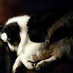 Deborah Riddle - @spritesdoghouse - Instagram