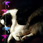 Deborah Riddle - @spritiesdoghouse - Instagram