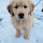 Bailey - @deborahridgewaymv - Instagram