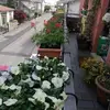 Deborah Rizzi - @deborah.rizzi - TikTok
