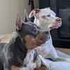 deborahrollinshar - @deborahrollinshar - TikTok