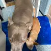 deborahwilrollo - @deborah212134 - TikTok
