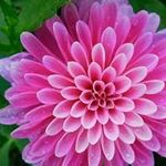 Deborah Rosen - @debro2735 - Instagram