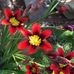 Deborah Rossetto - Facebook
