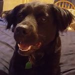 Deborah Roth - @droth77006 - Instagram