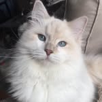 Deborah Ryerson - @debryer5 - Instagram
