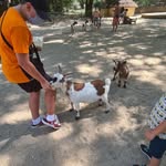 Des Beaux Rats Dvora - @deborah_schreiber__ - Instagram