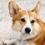 Deborah Seidner - @clever_little_corgis - Instagram