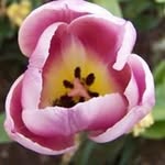 Deborah Singleton - @sassysingleton2005 - Instagram