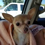 Deborah Sisco - @dleachlittlebit - Instagram