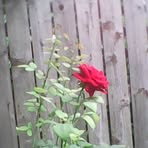 Deborah Stover - Facebook