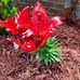 Deborah Stringfellow - Facebook