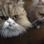 Deborah Swank - @kafebo9112 - Instagram