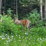 Deborah Taber - @taberdeborah - Instagram