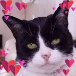 Deborah Thomson - @robdebbieandpatch - Instagram