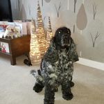 Deborah Thomson - @1sycamores - Instagram