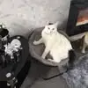 Deborah Thomson - @deborah.thomson63 - TikTok