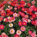Deborah Tobin - Facebook
