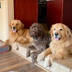 Deborah Tobin - @tobinsranchodeluxe - Instagram