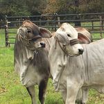 Deborah Townsend - @north_forty_ranch - Instagram