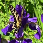 Deborah Tripp Probert - @deborahtrippprobert - Instagram