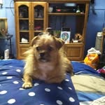 Deborah Trout - @scrappy2011.dt - Instagram