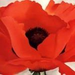 Deborah Jurges VanDyke - @deborahjurges - Instagram